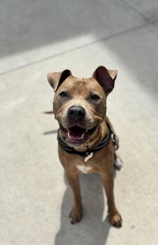 American Staffordshire Terrier Dogs Available for Adoption in Mount Pleasant, South Carolina - Jeremiah | PetCurious