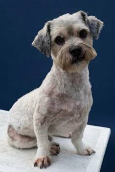 Paul -  Lhasa Apso and Miniature Poodle Dog for Adoption in Olympia, Washington - Paul | PetCurious