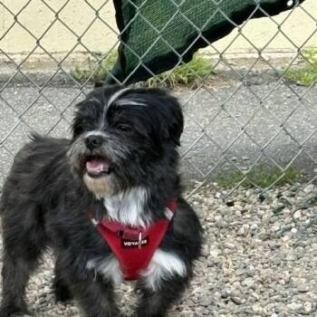 Pete -  Shih Tzu Dog for Adoption in Montague, Massachusetts - Pete | PetCurious