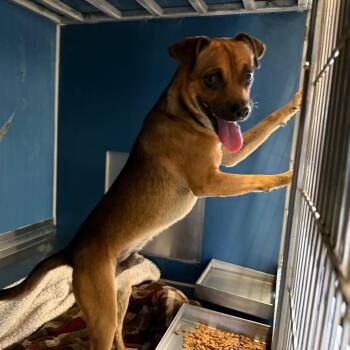 Chihuahua Dogs Available for Adoption in Yuma, Arizona - Guaq | PetCurious