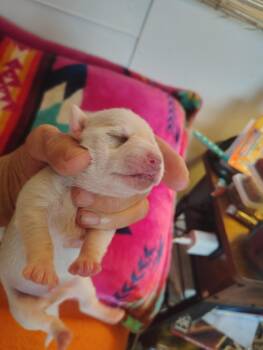 Oscar -  Chihuahua and Dachshund Dog for Adoption in Deming, New Mexico - Oscar | PetCurious