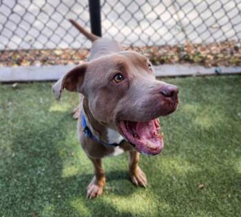 RORY -  Pit Bull Terrier Dog for Adoption in Minneapolis, Minnesota - RORY | PetCurious