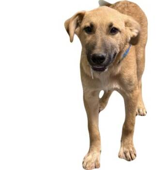 Haymitch -  Anatolian Shepherd Dog for Adoption in Red Bluff, California - Haymitch | PetCurious