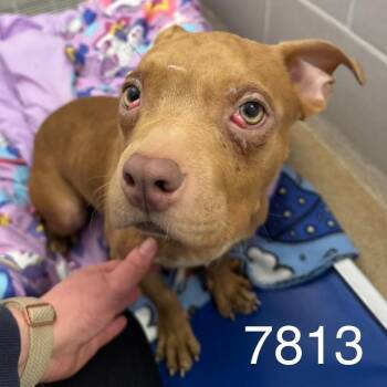 Pit Bull Terrier and Mixed Breed Dogs Available for Adoption - Eloise | PetCurious