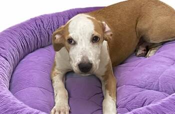 NENA -  Labrador Retriever and Mixed Breed Dog for Adoption in Fort Lauderdale, Florida - NENA | PetCurious