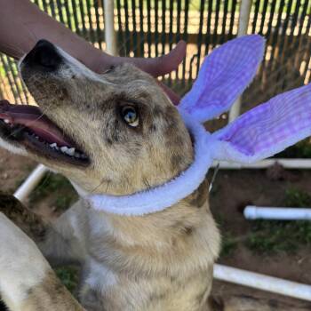 Mixed Breed Dogs Available for Adoption in Walker, Michigan - Tigger | PetCurious