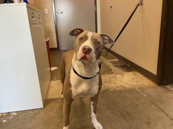 Pit Bull Terrier Dogs Available for Adoption - TESS | PetCurious