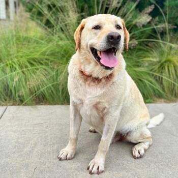 Scout -  Yellow Labrador Retriever Dog for Adoption in Nashville, Indiana - Scout | PetCurious