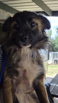 Pen 227 Spooky Doo -  Australian Shepherd and Terrier Dog for Adoption in Lawrenceville, Georgia - Pen 227 Spooky Doo | PetCurious