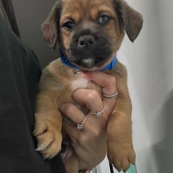 Cocoa -  Mixed Breed Dog Available for Adoption in Guaynabo, Guaynabo - Cocoa | PetCurious