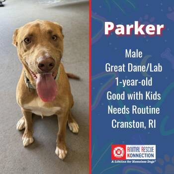 Parker -  Great Dane and Labrador Retriever Dog for Adoption in Winthrop, Massachusetts - Parker | PetCurious