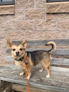 Chihuahua and Mixed Breed Dogs Available for Adoption - Lily | PetCurious