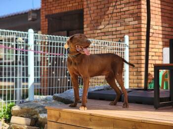 Rescue Vizsla Dogs for Adoption in Elma, Washington - Mr. Bean | PetCurious