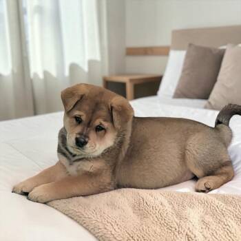 Nani -  German Shepherd Dog Dog for Adoption in Fort Worth, Texas - Nani | PetCurious