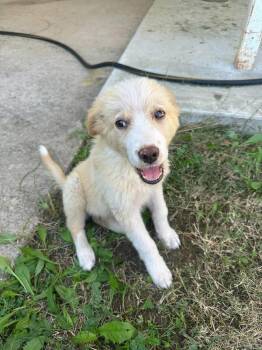 Birdie -  Border Collie and Great Pyrenees Dog for Adoption in Shawnee, Oklahoma - Birdie | PetCurious