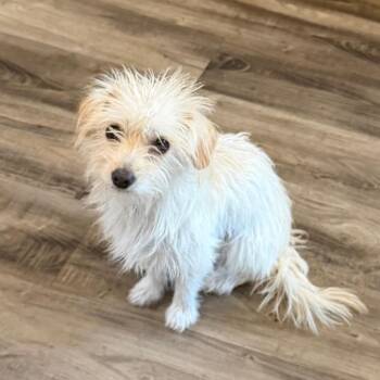 Coconut -  Terrier and Mixed Breed Dog for Adoption in Las Vegas, Nevada - Coconut | PetCurious