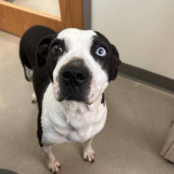 Moo -  American Staffordshire Terrier Dog for Adoption in Lynchburg, Virginia - Moo | PetCurious