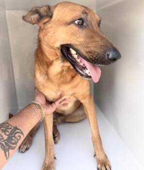 German Shepherd Dog Dogs Available for Adoption in Houston, Texas - SAINT | PetCurious