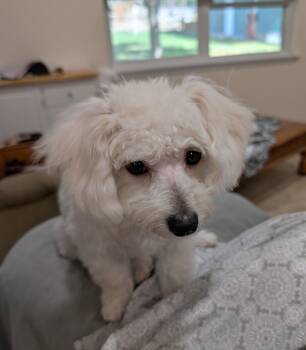 Teddy -  Terrier Dog for Adoption in Albuquerque, New Mexico - Teddy | PetCurious
