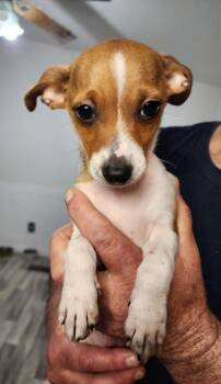 Chihuahua Dogs Available for Adoption - Tan | PetCurious