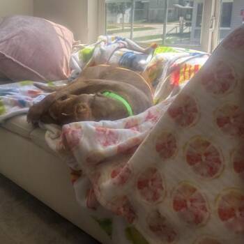 Ruby -  Terrier Dog for Adoption in Des Moines, Iowa - Ruby | PetCurious