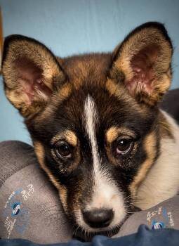 Australian Cattle Dog Blue Heeler and Australian Shepherd Dogs Available for Adoption in Manteca, California - Macy | PetCurious