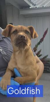 Goldfish -  Terrier Dog for Adoption in Minneapolis, Minnesota - Goldfish | PetCurious