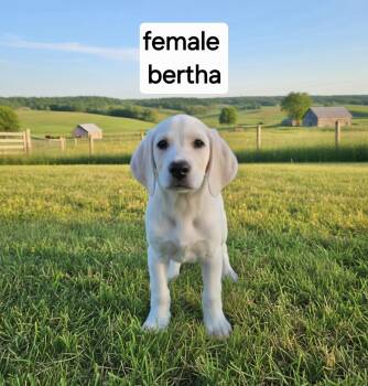 Bertha -  Great Dane Dog for Adoption in Manchester, Connecticut - Bertha | PetCurious