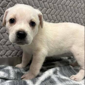 Cattle Dog and Mixed Breed Dogs Available for Adoption in Lampasas, Texas - Mozzie | PetCurious