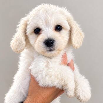 Oatmeal Raisin -  Mixed Breed Dog for Adoption in Wappingers Falls, New York - Oatmeal Raisin | PetCurious