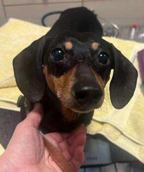 Jax -  Miniature Dachshund Dog for Adoption - Jax | PetCurious