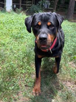 Tito -  Rottweiler and Labrador Retriever Dog for Adoption in Atlanta, Georgia - Tito | PetCurious
