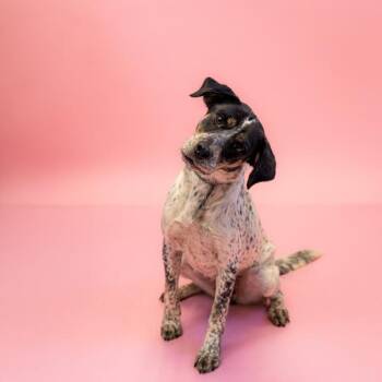 Ic-11 Princess Hw + -  Australian Cattle Dog Blue Heeler Dog for Adoption in Lawrenceville, Georgia - Ic-11 Princess Hw + | PetCurious