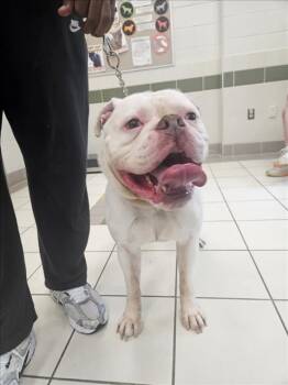 RALPH -  American Bulldog Dog for Adoption in Derwood, Maryland - RALPH | PetCurious