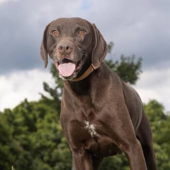 Choco -  Mixed Breed and Weimaraner Dog for Adoption in Franklin, Tennessee - Choco | PetCurious