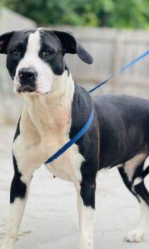 AC-4626 "Smore" -  Pit Bull Terrier Dog Available for Adoption in Conyers, Georgia - AC-4626 "Smore" | PetCurious