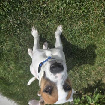 Oslo -  Mixed Breed Dog for Adoption in Sioux Falls, South Dakota - Oslo | PetCurious