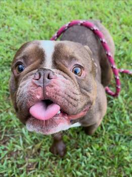 Mocha -  French Bulldog and American Bully Dog for Adoption in Mendham, New Jersey - Mocha | PetCurious