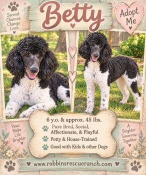 Betty -  Standard Poodle Dog for Adoption in Brenham, Texas - Betty | PetCurious