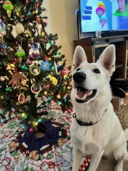 White German Shepherd Dogs Available for Adoption - Cloud | PetCurious