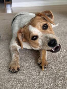 Chile -  Jack Russell Terrier Dog Available for Adoption in Bloomfield Hills, Michigan - Chile | PetCurious