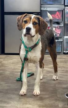 Cooper -  Beagle and Mixed Breed Dog for Adoption in Springfield, Ohio - Cooper | PetCurious