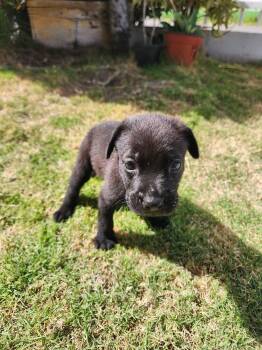 PENELOPE -  Labrador Retriever Dog for Adoption - PENELOPE | PetCurious
