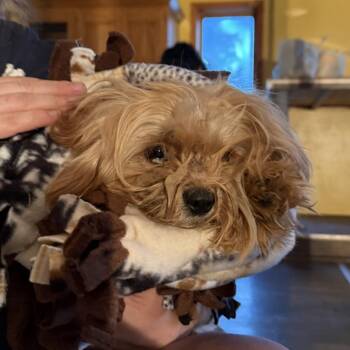 Cleveland -  Yorkshire Terrier and Mixed Breed Dog for Adoption in Madison, Wisconsin - Cleveland | PetCurious