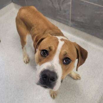 Mixed Breed Dogs Available for Adoption in Cooperstown, New York - Wrigley | PetCurious