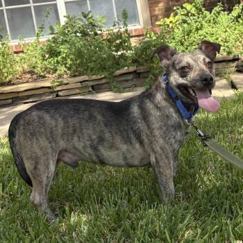 Tito -  Chiweenie Dog for Adoption in Spring, Texas - Tito | PetCurious