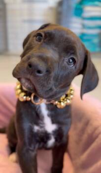 Cane Corso Dogs Available for Adoption in Glendale, Arizona - Topaz | PetCurious