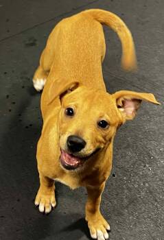 Rescue Beagle and Mixed Breed Dogs for Adoption in Harrington, Delaware - Cinnamon | PetCurious