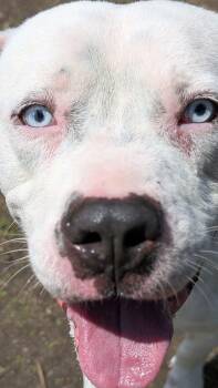 Pit Bull Terrier Dogs Available for Adoption in Chicago, Illinois - Moneybags | PetCurious