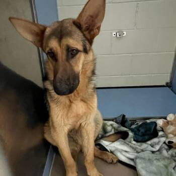 Hank The Tank -  German Shepherd Dog and None Dog for Adoption in South Haven, Michigan - Hank The Tank | PetCurious